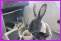 Bunny in a bow tie lives the high life flying business class with owner and being served nuts by stewardesses