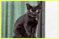 Can a Bombay cat have green eyes? – Janet-Panic.com
