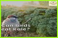 Can Birds Eat Herbs? - Kylon Powell