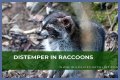 Can Raccoons Get Distemper? - Kylon Powell
