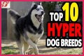Does royal canin make dogs hyper?