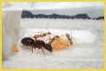 How To Get Ants Out Of Keurig?