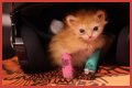 Tater Tot Kitten Died: How Tater Tot’s Heartwarming Life Ended