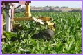 Why do farmers cut the tassels off corn?