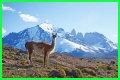 Wildlife in Patagonia: 20 Amazing Species